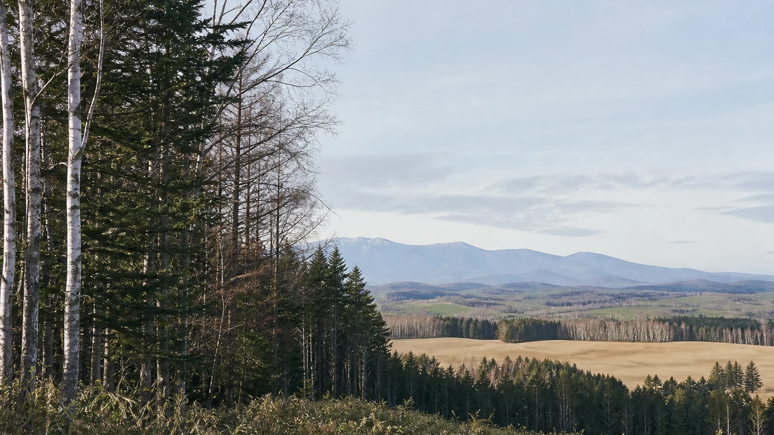 白樺と針葉樹の森の向こうに農地と山並みが続く北海道の風景